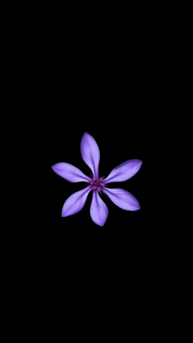 Purple Flower Blooms on a Black Background Frame