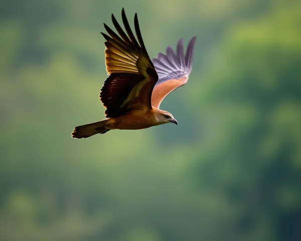 Rasigal Glides Effortlessly Through Air