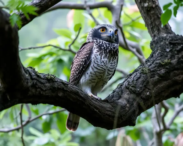Rasigal Perched on Ancient Tree Branch