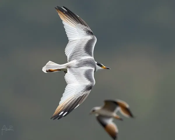 Rasigal in Mid-Flight Chase
