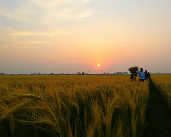 Rural Indian Landscape with Aata Wheat Harvest