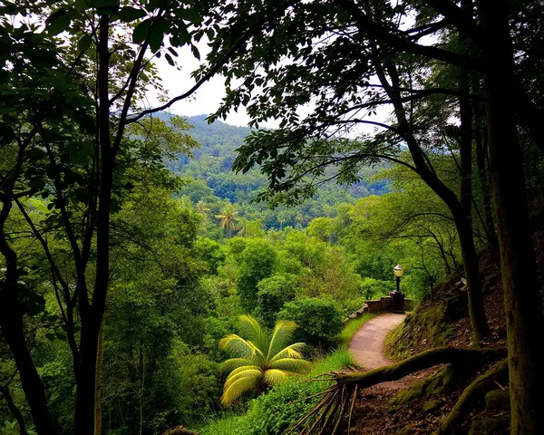 Scenic Forest View with Vagh Baras Post in Distance