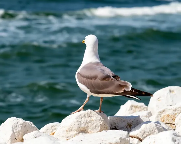 Seagull Standing Guard at Jerman Seaford's White Rocks