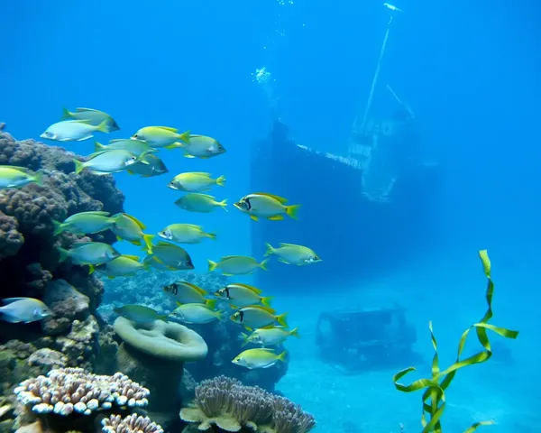 Serene Underwater Scene with Colorful Fish and Sunken Ship
