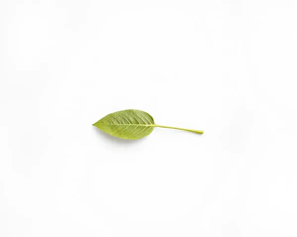 Single Kaitha Leaf on Simple White Background Highlights Delicate Shape