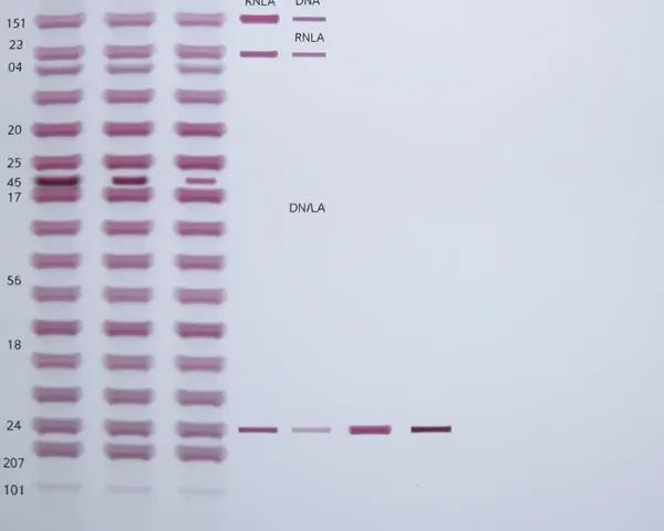 Southern Blot Membrane with Hybridized DNA Bands Detected
