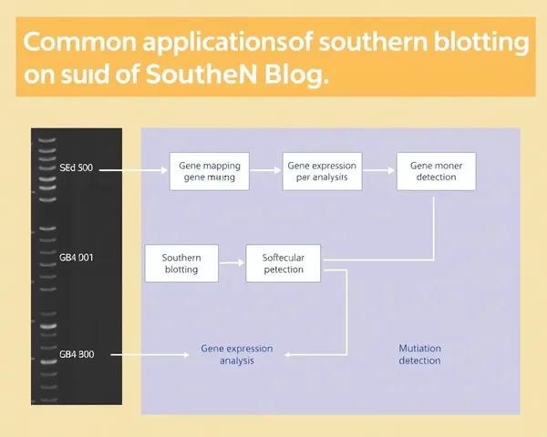 Southern Blotting Applications in Molecular Biology Outlined
