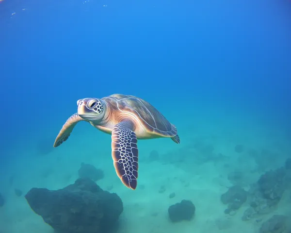 Stunning Sea Turtle Images for a Wider View