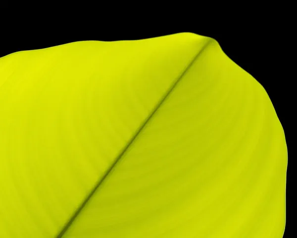 Subtle Gradient Bel Patra Leaf from Green to Yellow on Dark Background