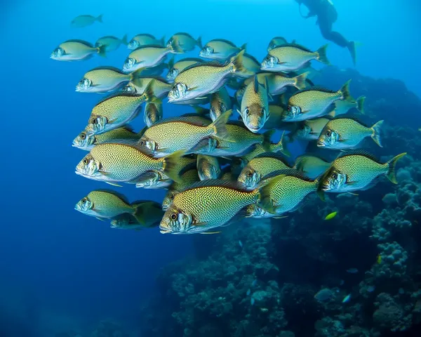 Synchronized Rasigal Dance in Coral Reef