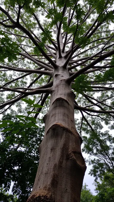 Towering Kapok Tree with Gnarled Trunk and Canopy