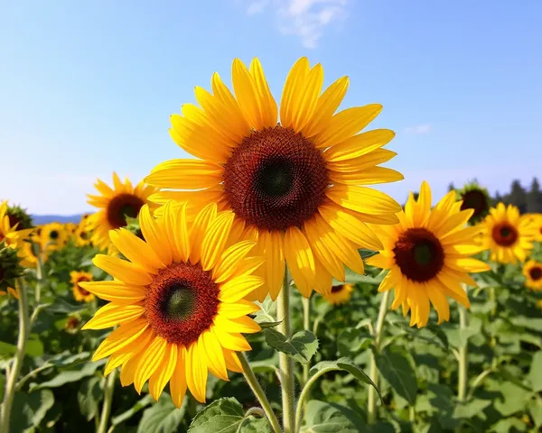 Vibrant Sunflower Images for Your Visual Pleasure