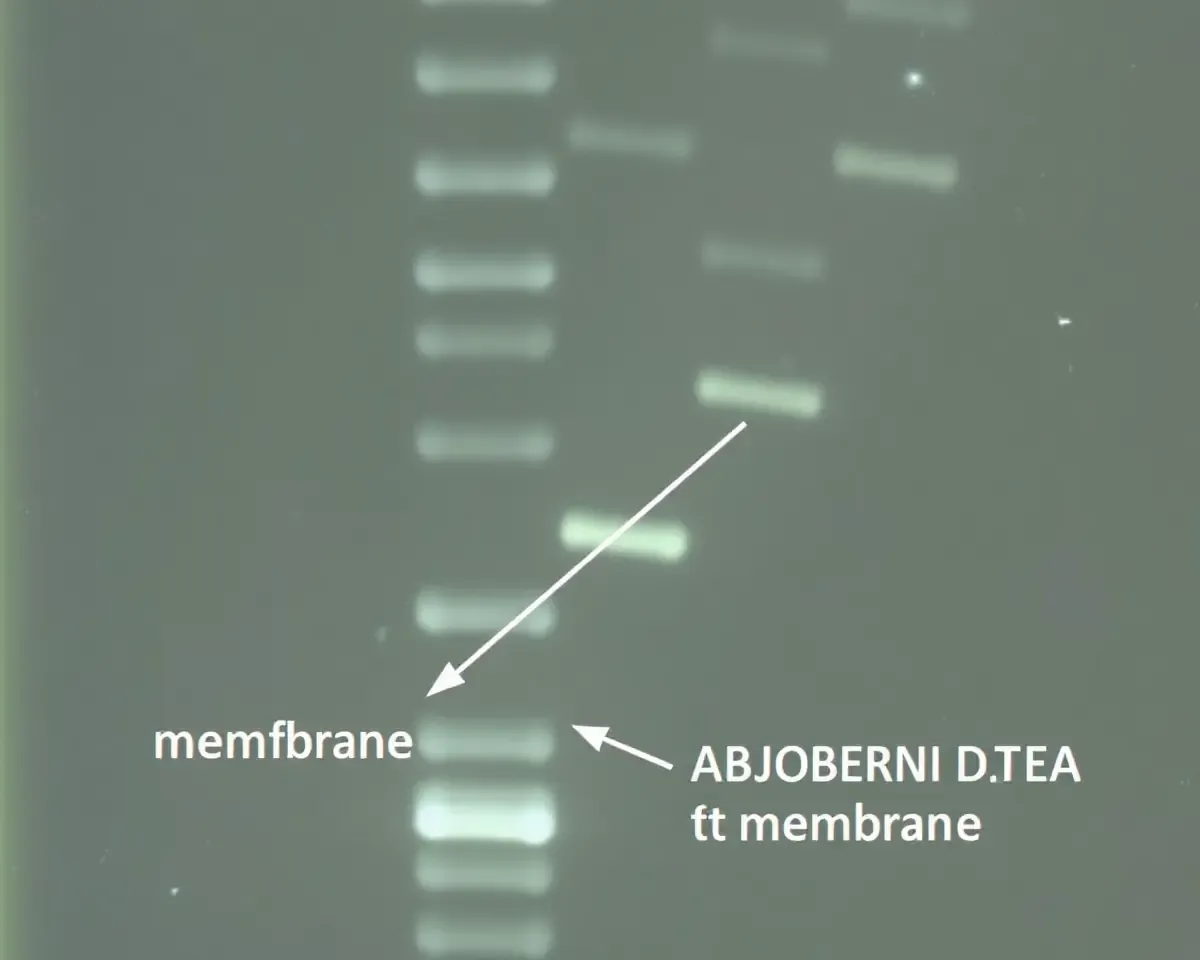 Agarose Gel DNA Sample with Bands for Southern Blotting