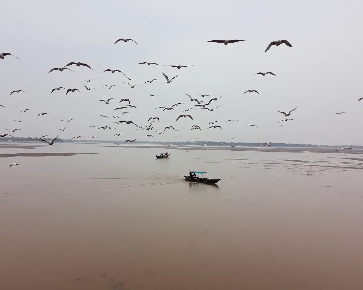 Birds Soar Over Thiruvachai River Estuary