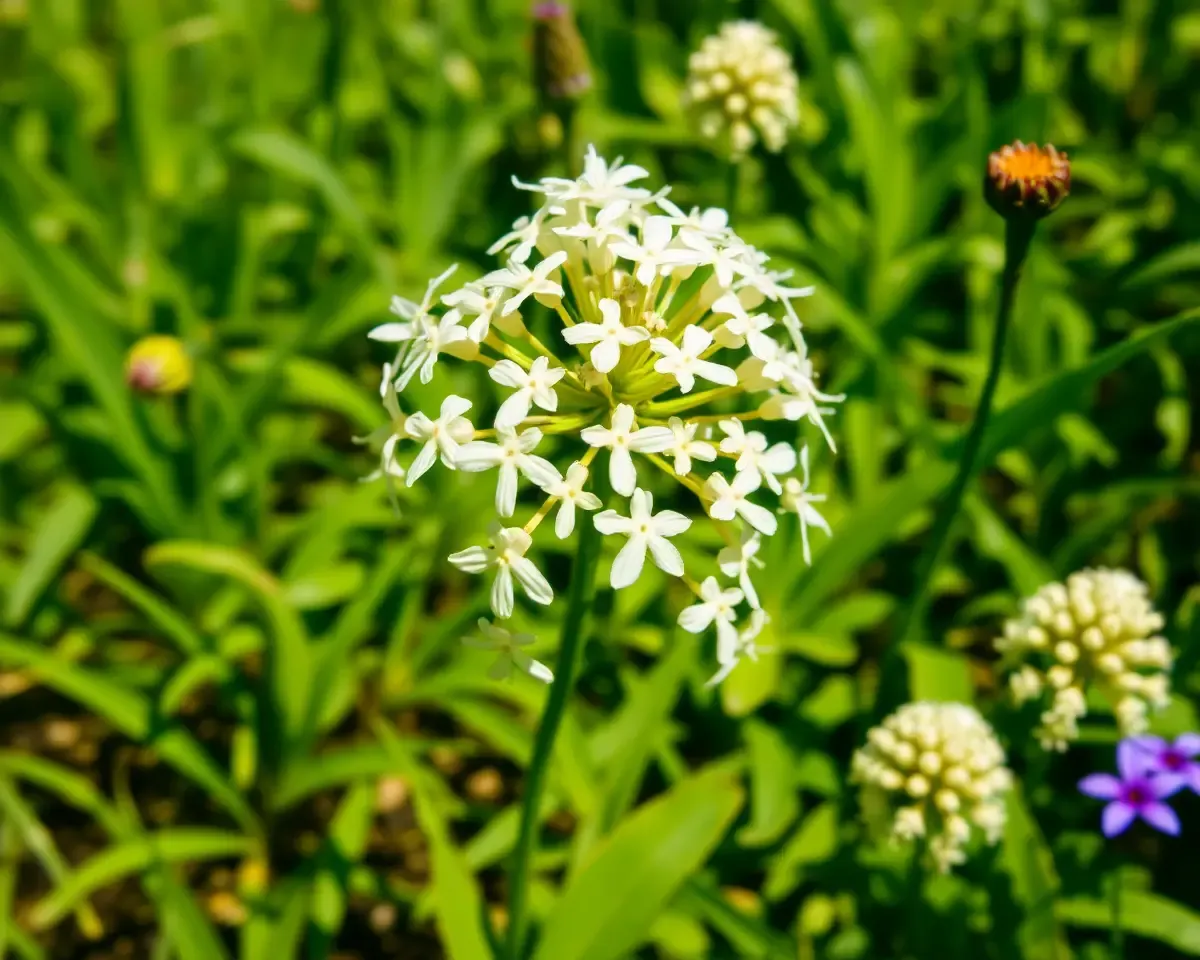 Kaitha Plant's Delicate White Flowers in Lush Green Garden