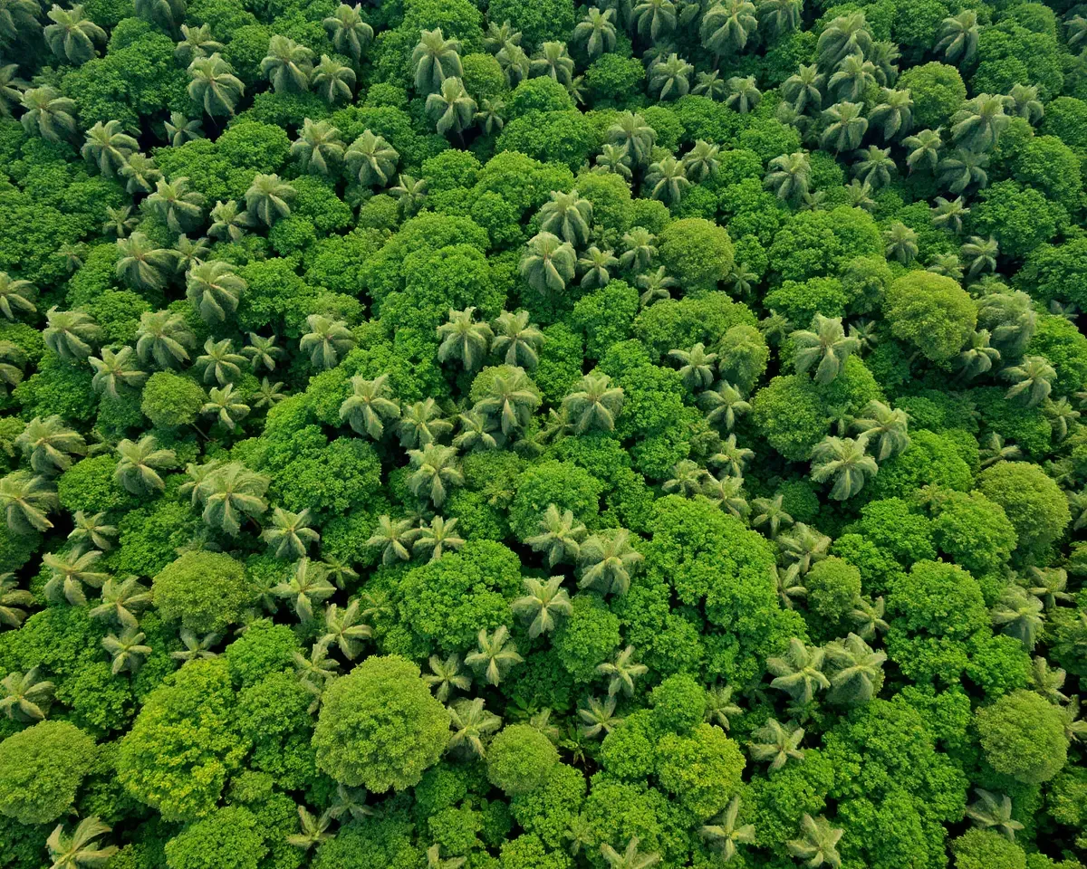Lush Forest with Swaying Poo Malai Flowers Aerial View