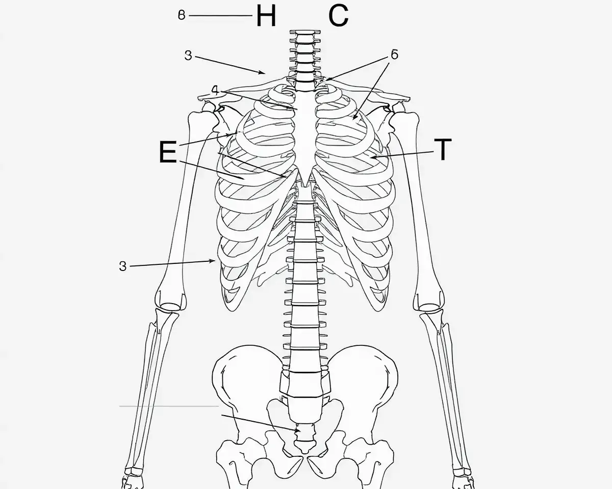 Ribcage and Thoracic Spine Skeleton Diagram