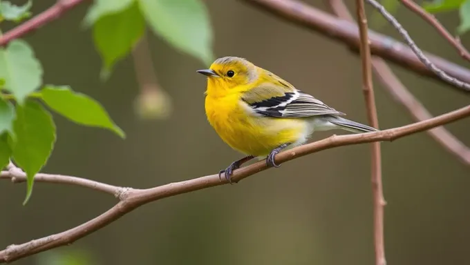 A Aparência Única do Canário de Peito Amarelo