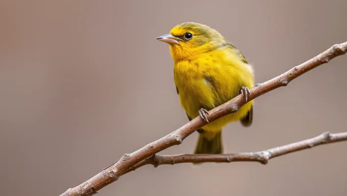 Canário-de-peito-amarelo: Um Pássaro Pequeno Mas Colorido