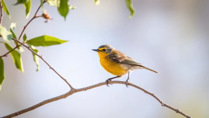 Descrição da Plumagem Colorida do Pássaro Pequeno de Peito Amarelo