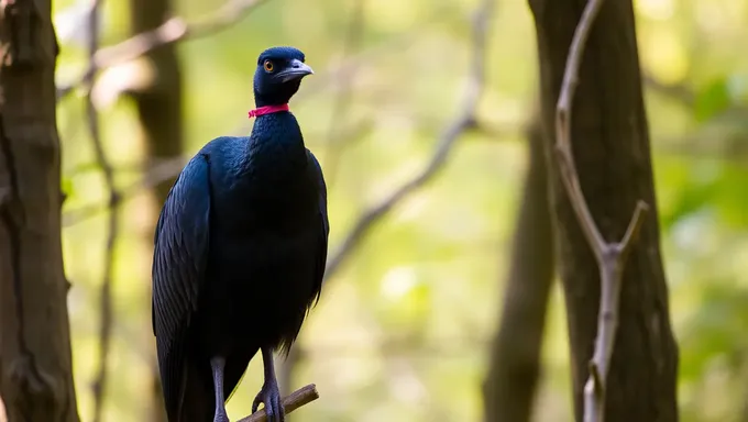 Espécies de Aves de Peito Escuro Precisam de Esforços de Conservação