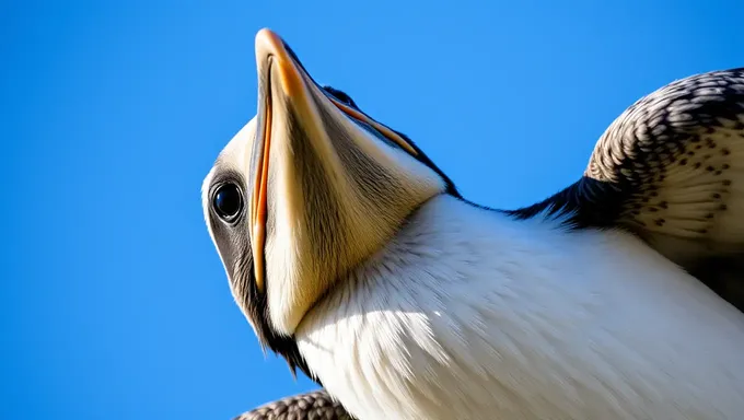 O Bico de Peito Invertido: Característica Curiosa de Aves