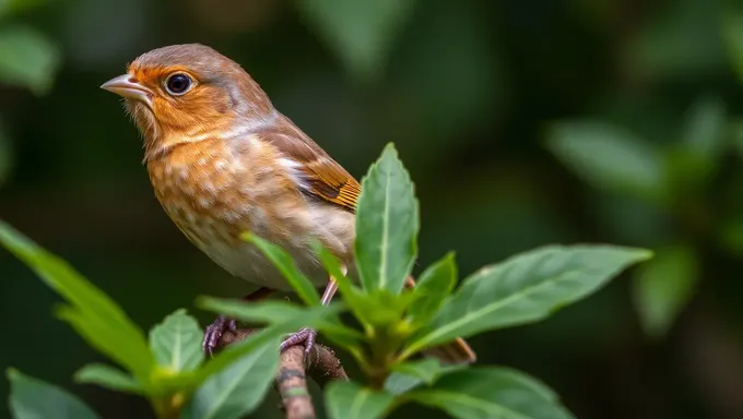 Peito castanho é um característica distintiva