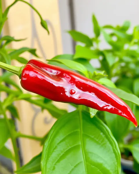 Pimenta Picante: Adicionando Calor a Qualquer Prato com Facilidade